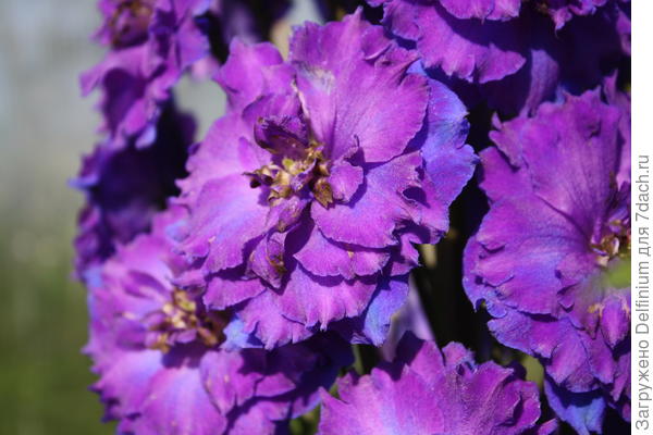 дельфиниум