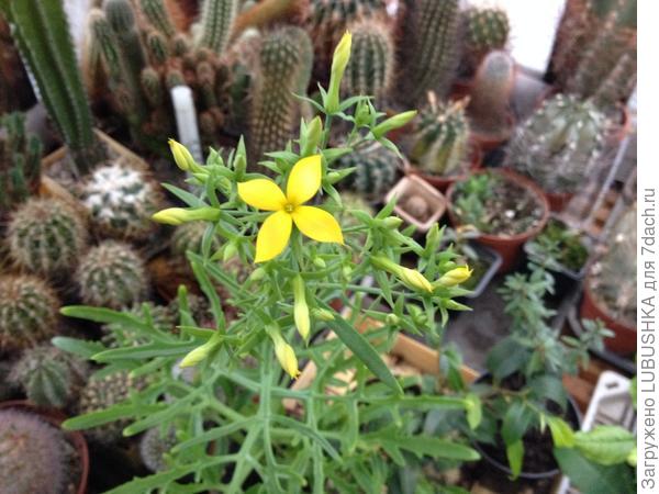 "Оленьи рожки"