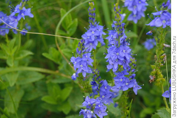 Цветочки (к сожалению названия не знаю)