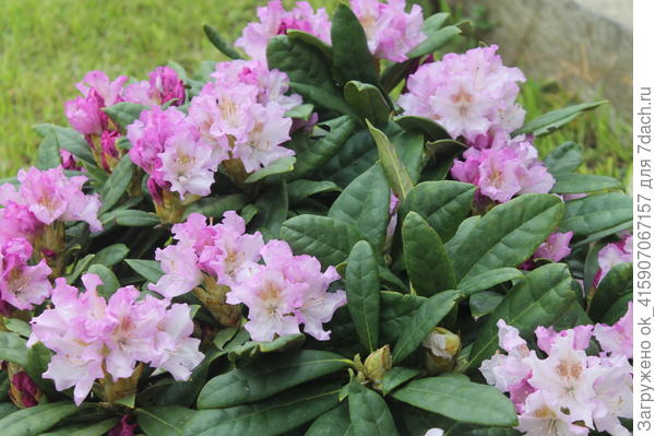 растёт уже где-то 6 лет