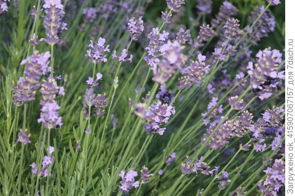 лаванда