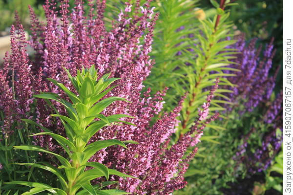 шалфей розовый и синий