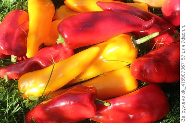 рог буйвола