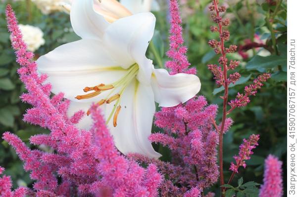 лилия и астильба