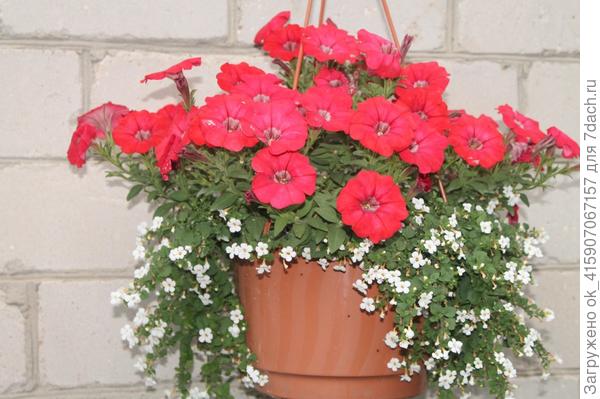 бакопа и петуния