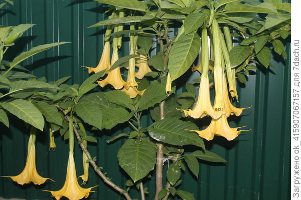 моя бругмансия