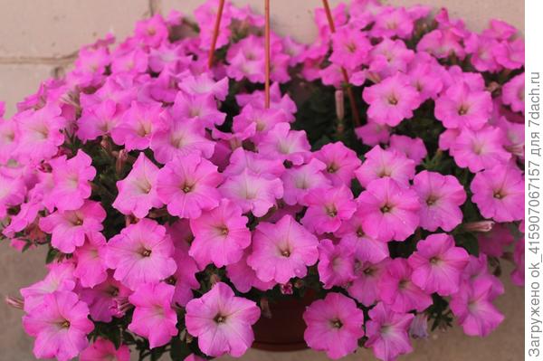 Супертуния.