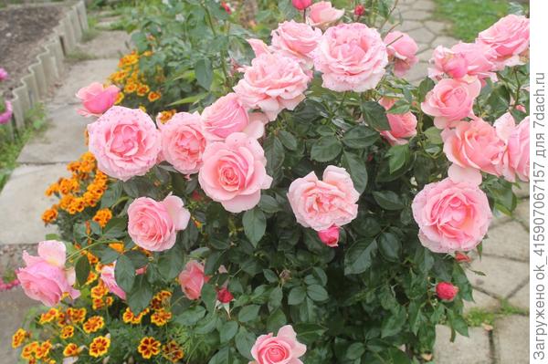 поэзия в октябре