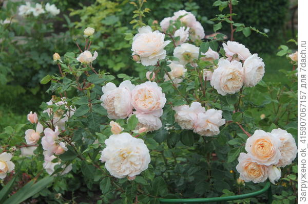 крокус роуз