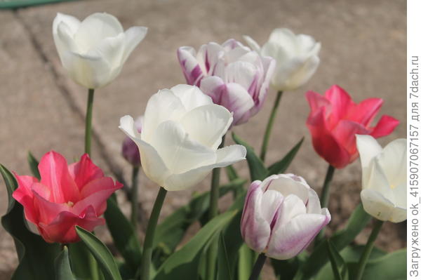 тюльпаны