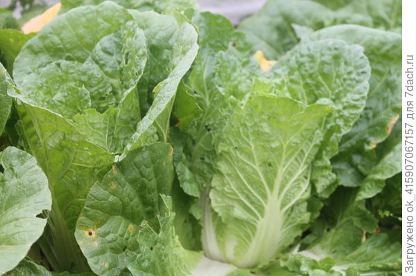 пекинская капуста