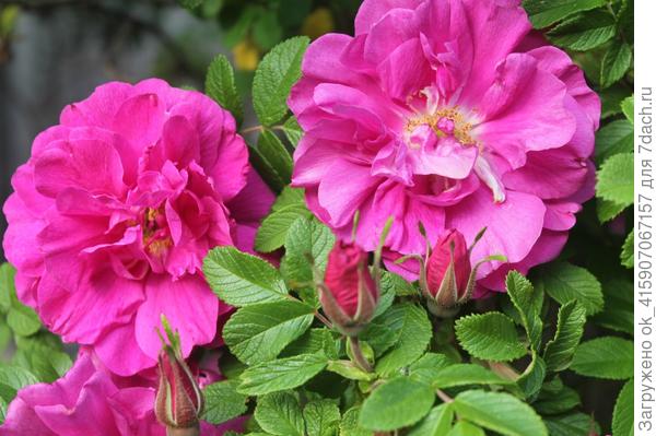 роза ругоза