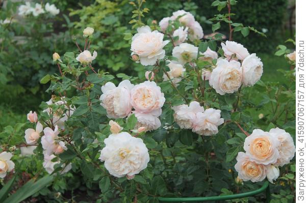 остинка Крокус роуз