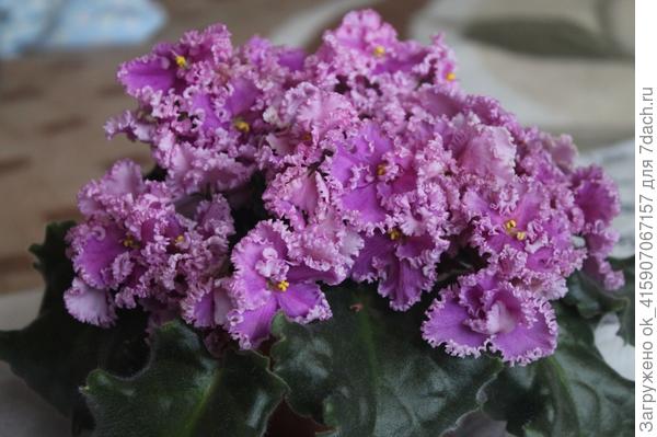 вот так цветём