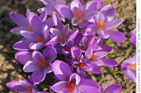 крокусы
