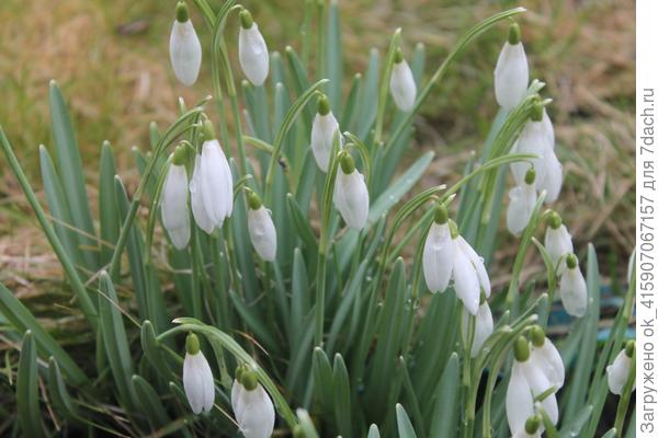 подснежники