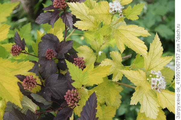 пузыреплодник