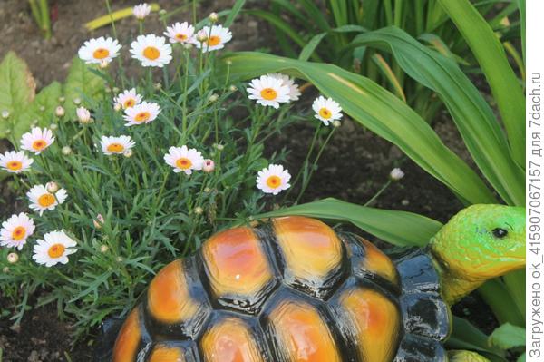 аргирантемум