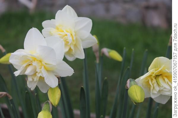 нарциссы
