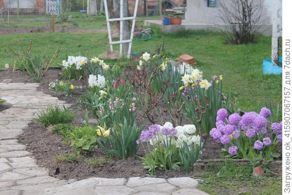 первоцветы