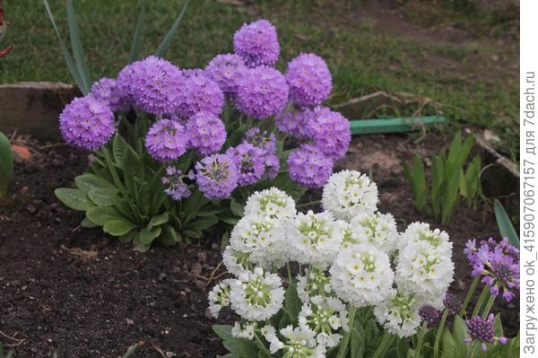 примула мелкозубчатая