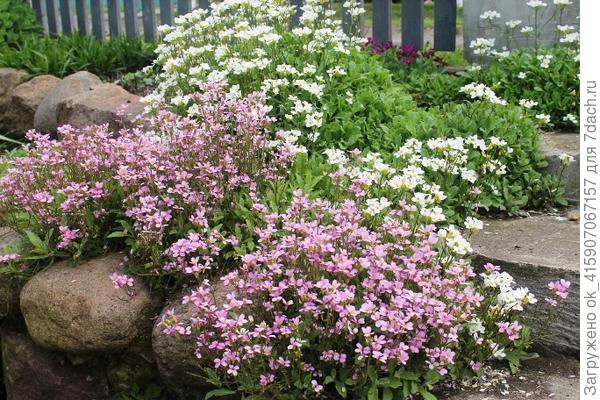 хорош арабис разного цвета