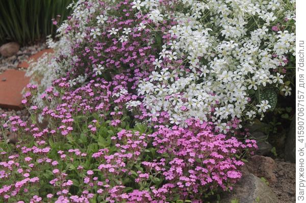 Ну и ясколка с мыльнянкой базиликолистной