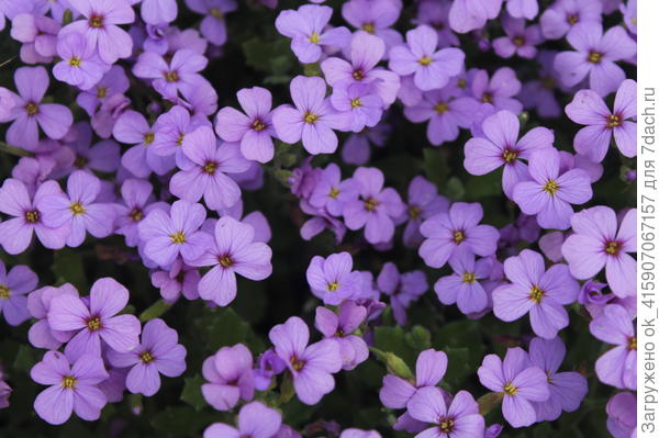 Обриета очень обильно цветёт.