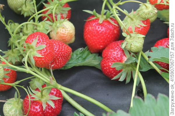 На укрывном.