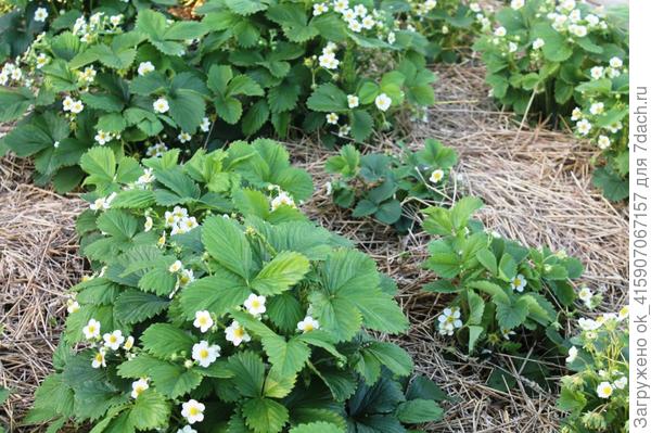 радует цветением.