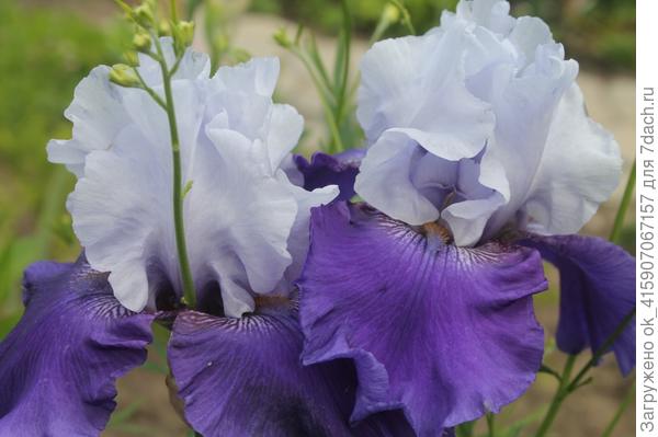 Первый в коллекции.
