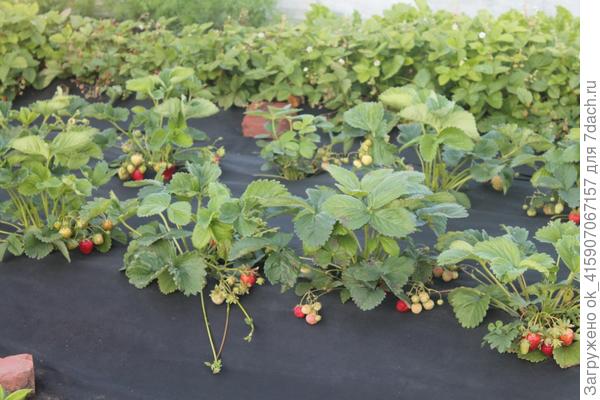 Без юбочек.