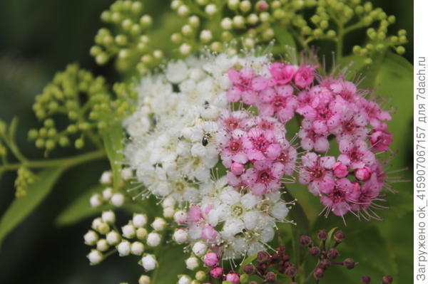 В одном соцветии