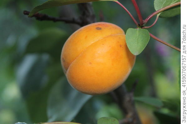 абрикос.