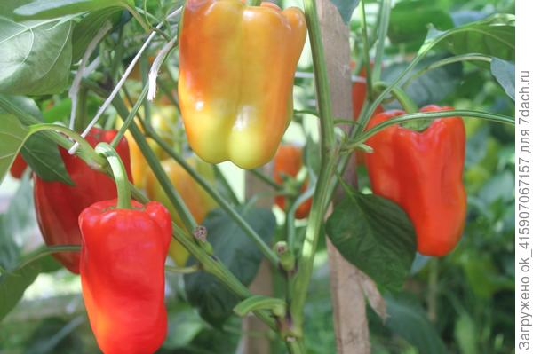 Оранжевый лев