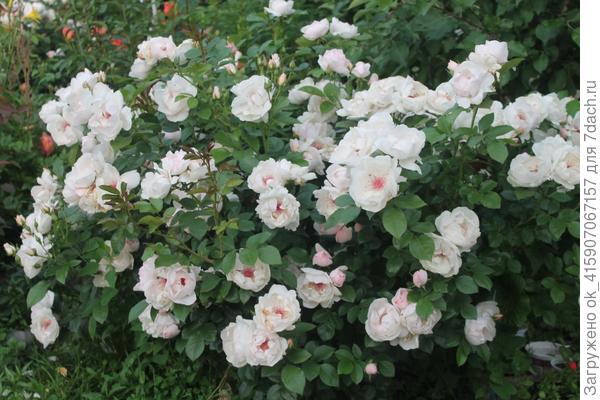 жаклин дю пре