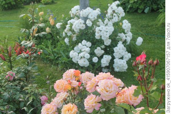 Свани и Карамелла.