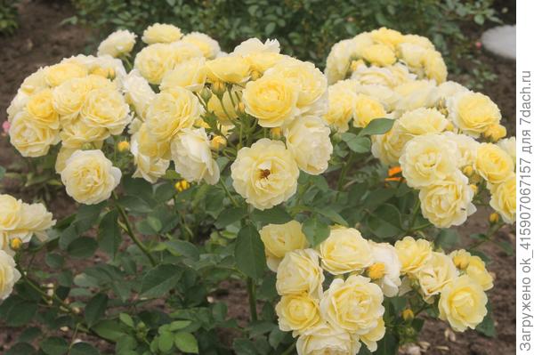 голден бордер