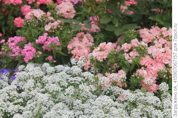 Алиссум с флоксом однолетним.