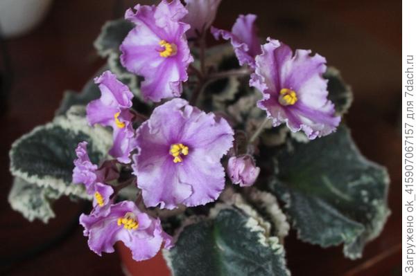 Пёстролистная