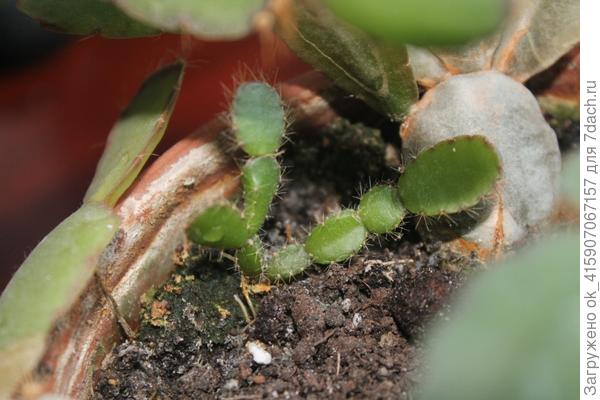 малыш из семечка