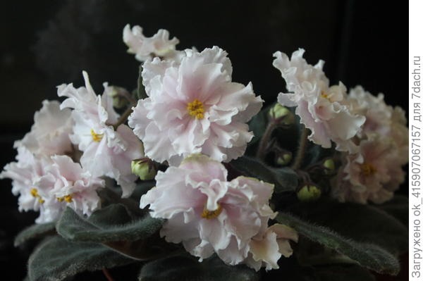 Спорт Белой королевы