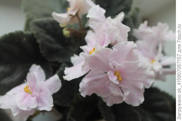 Доброе утро