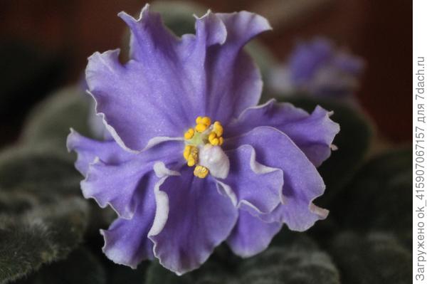 Морской волк