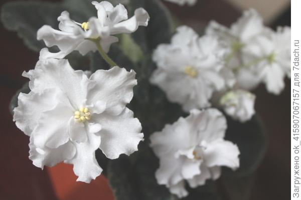 Свадебный букет