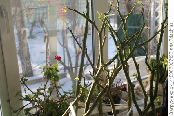 Зимует на веранде