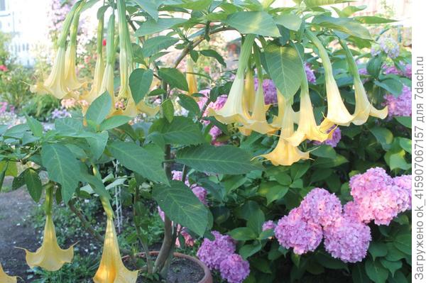 Черенок второго года.