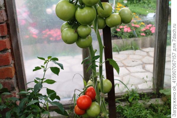 два в одной лунке.