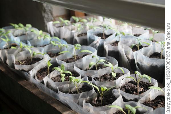 Стаканчики из плёнки.