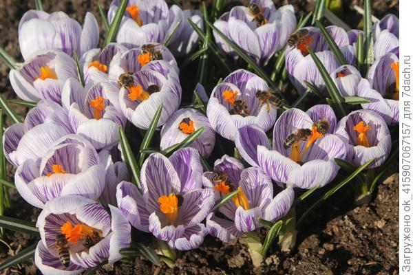 полосатики